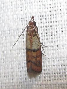 Pest control Auckland pantry moths