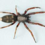 Pest control Westmere Auckland spiders