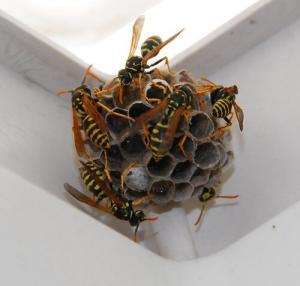 Pest control Auckland paper wasps