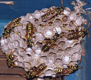 Pest control Auckland wasps