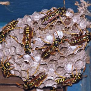 Pest control Auckland wasps