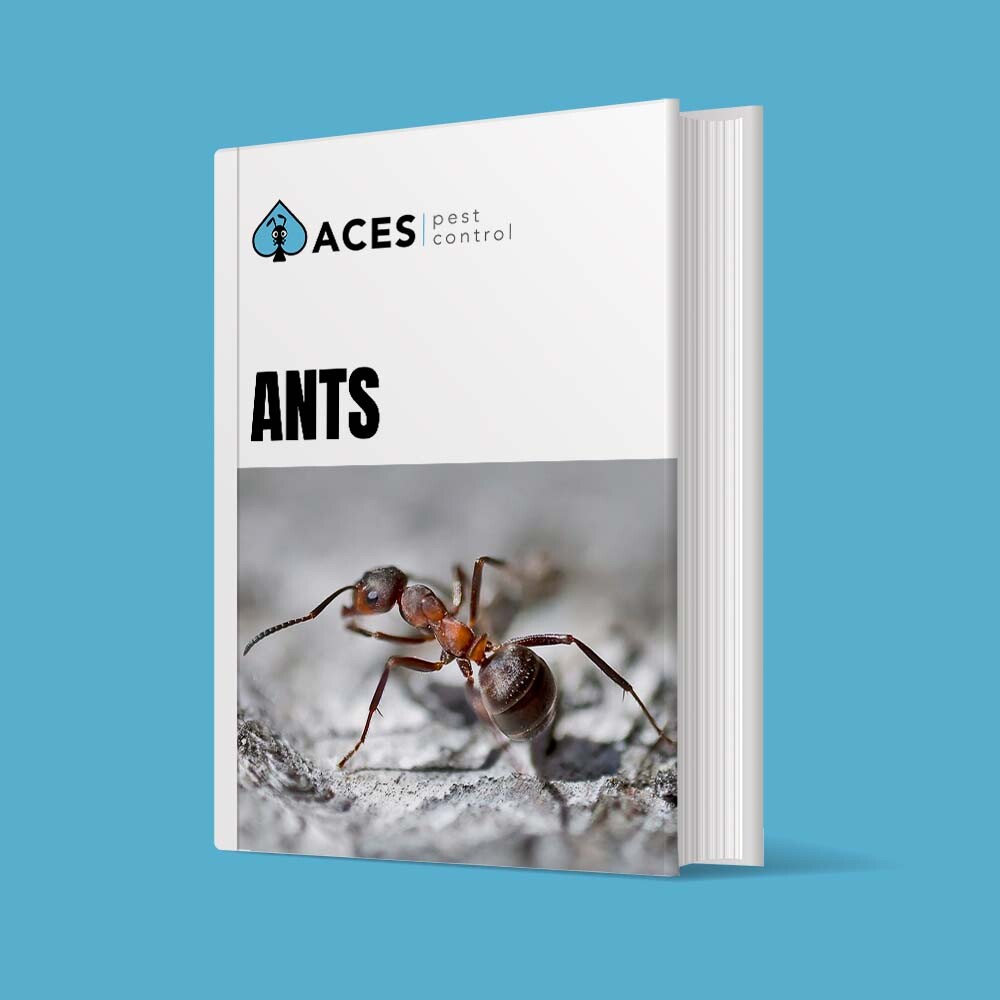 DIY PEST CONTROL ants