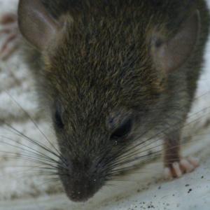 Pest control Auckland