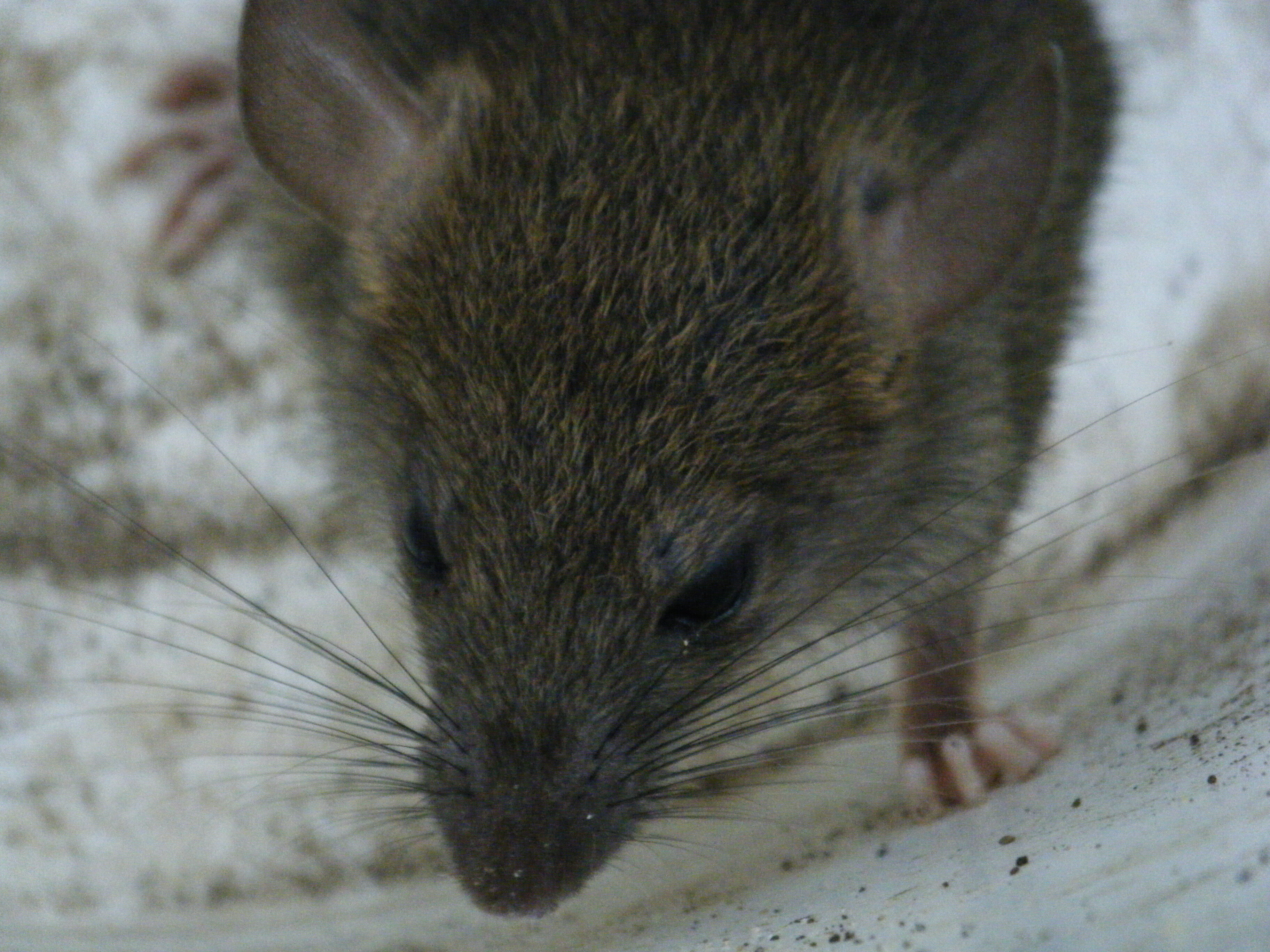 ABOUT 11 Pest control Auckland