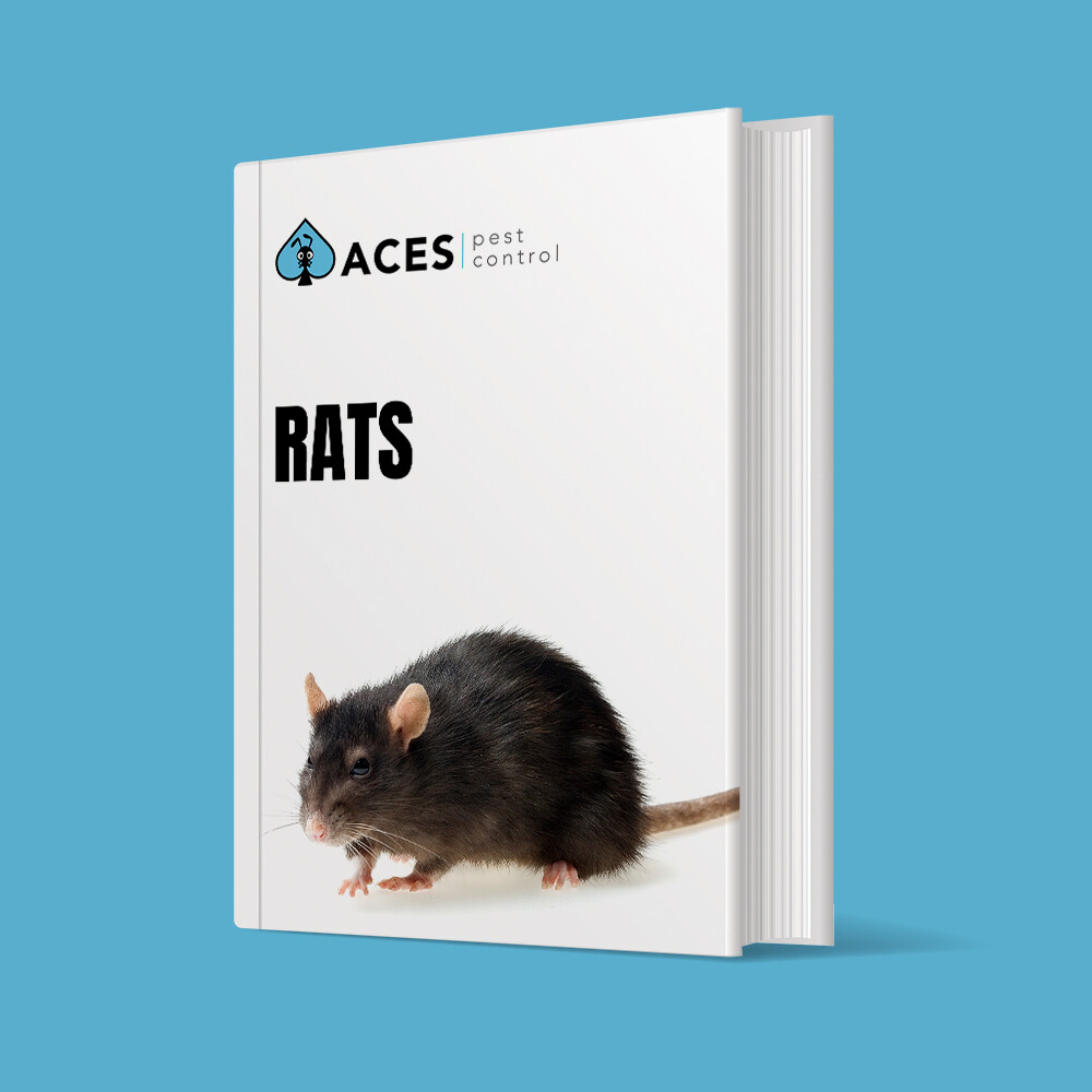 Rats DIY PEST CONTROL