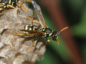 Pest control Auckland wasps