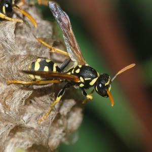 Pest control Auckland wasps