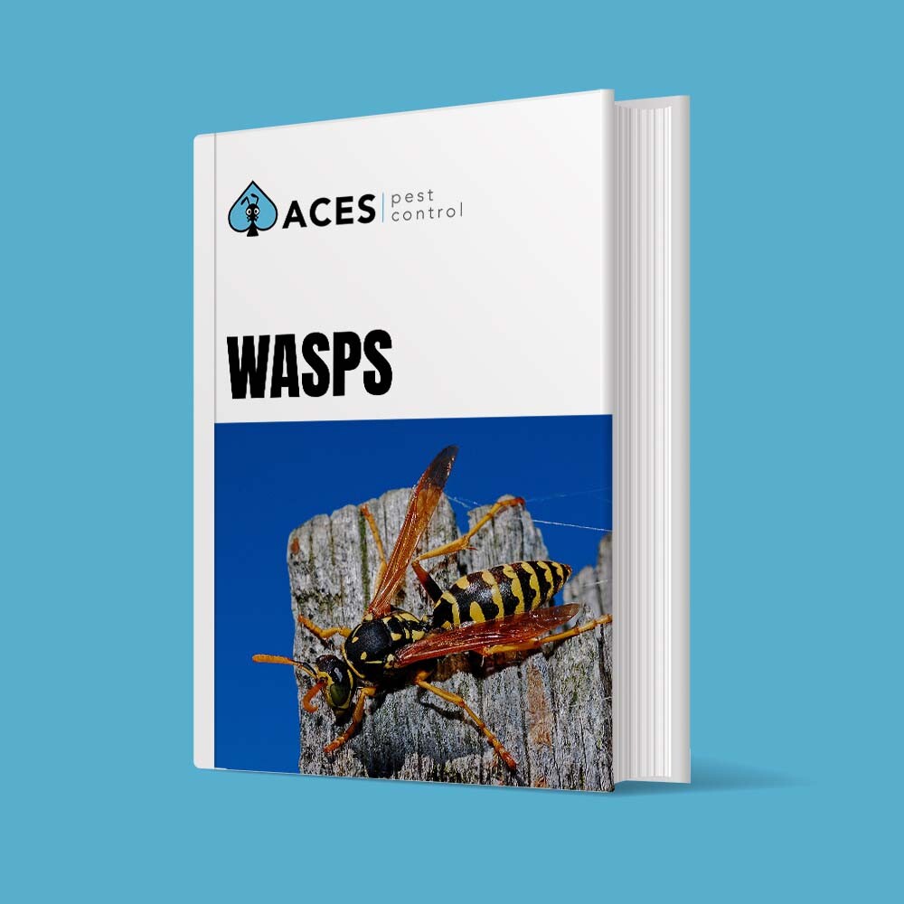 DIY PEST CONTROL wasps