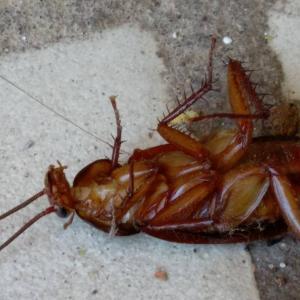 Pest control Auckland cockroaches
