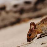 mouse pest control auckland
