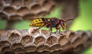 pest control auckland wasps