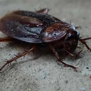 Pest control Auckland cockroach