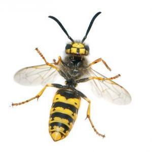 Pest control Auckland wasps