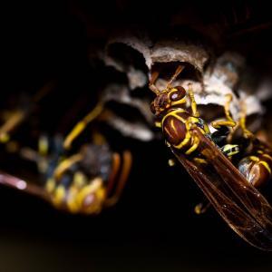 Pest control Auckland wasps