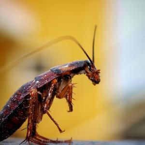 Pest control Auckland cockroaches