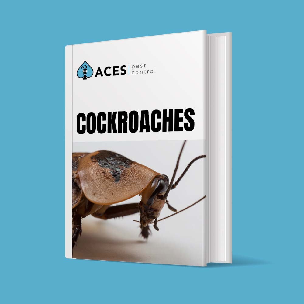 DIY Cockroaches PEST CONTROL