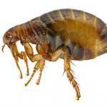 pest control north shore fleas
