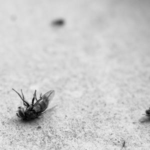 Pest control Auckland flies