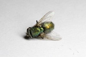 BUG PEST CONTROL EAST AUCKLAND 1