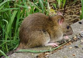 Pest control Auckland mice