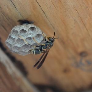 Pest control Auckland wasps