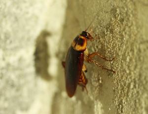 Pest control Auckland cockroaches