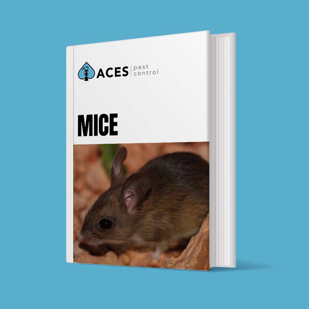DIY mice pest control