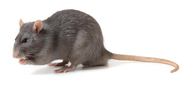 pest control auckland rats