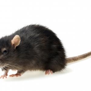 Pest control Auckland rats