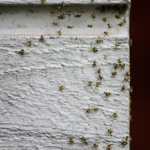 Pest control Auckland spiders