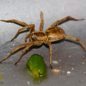 Pest control Auckland spiders