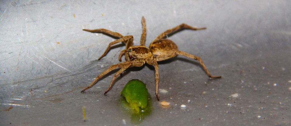 Pest control Auckland spiders