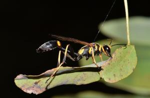 Pest control Auckland wasps