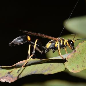 Pest control Auckland wasps