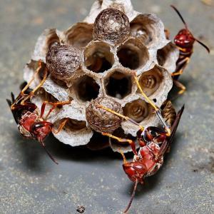 Pest control Auckland wasps