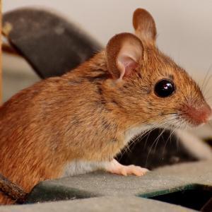 Pest control Auckland mice