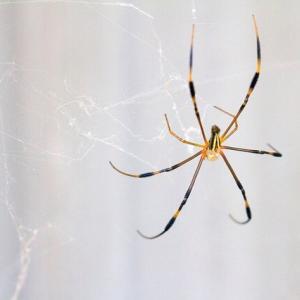 Pest control Auckland spiders