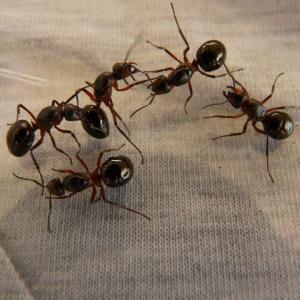 Pest control Auckland Ants