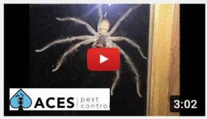 spider treatments westmere auckland