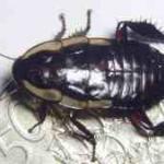 Gisborne cockroach elimination