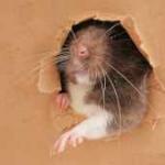 rat invasion auckland homes