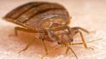 bed bug removal and elimination immediately