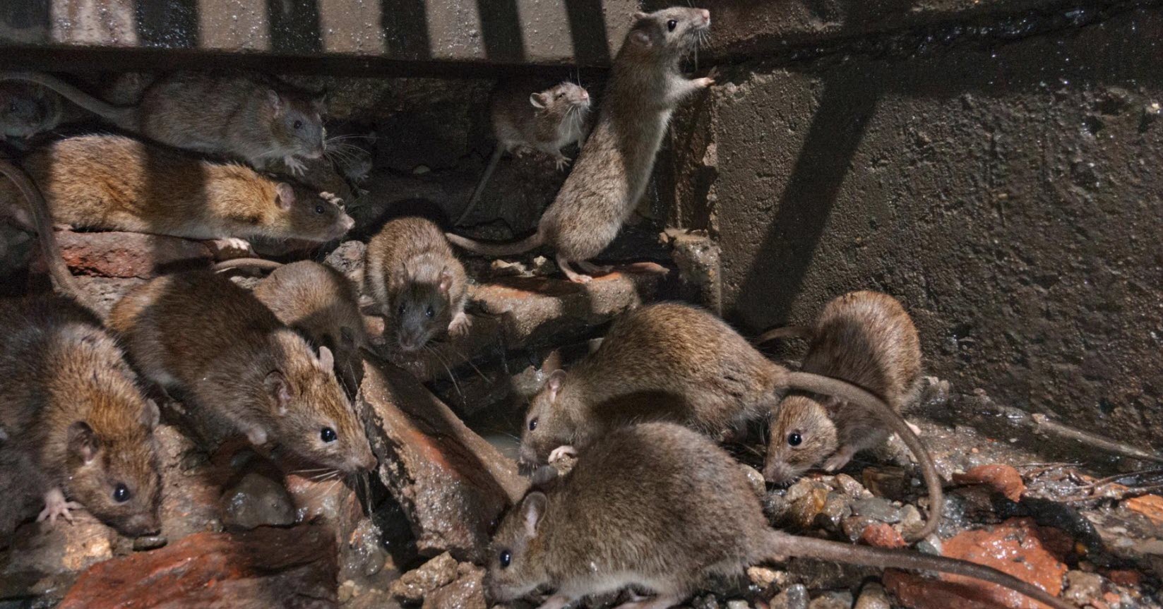 pest control auckland rats