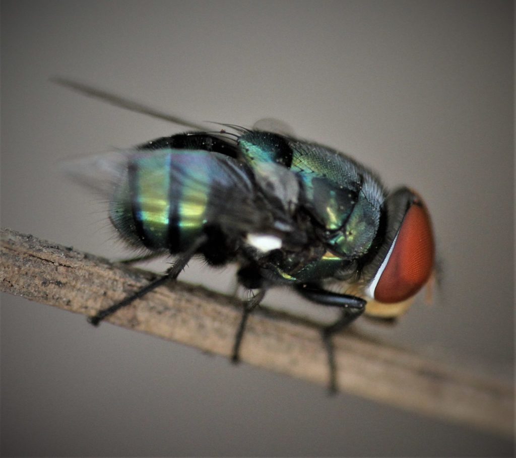 fly pest control auckland