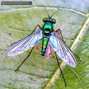 fly pest control auckland