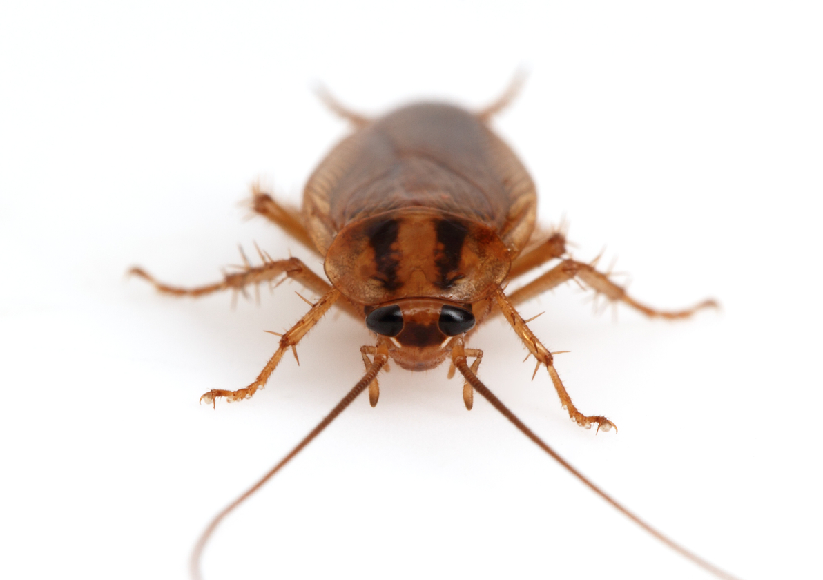 German cockroach eradication auckland