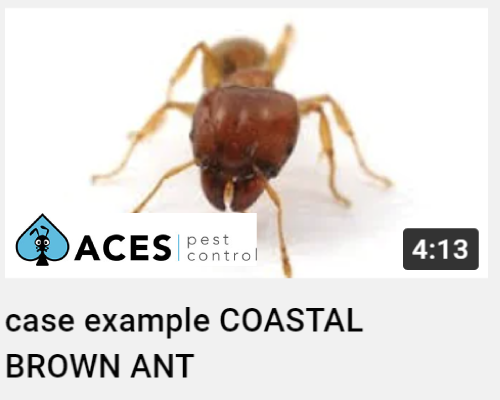 coastal brown ant