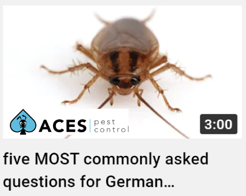 german cockroaches FAQS