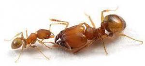coastal brown ants