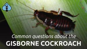 gisborne cockroach pest control